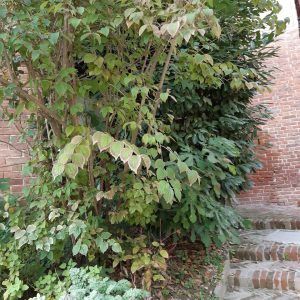 prima dell'intervento